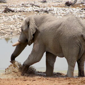 Etosha game drive sighting of elephants at a waterhole (illustrative destination photo)