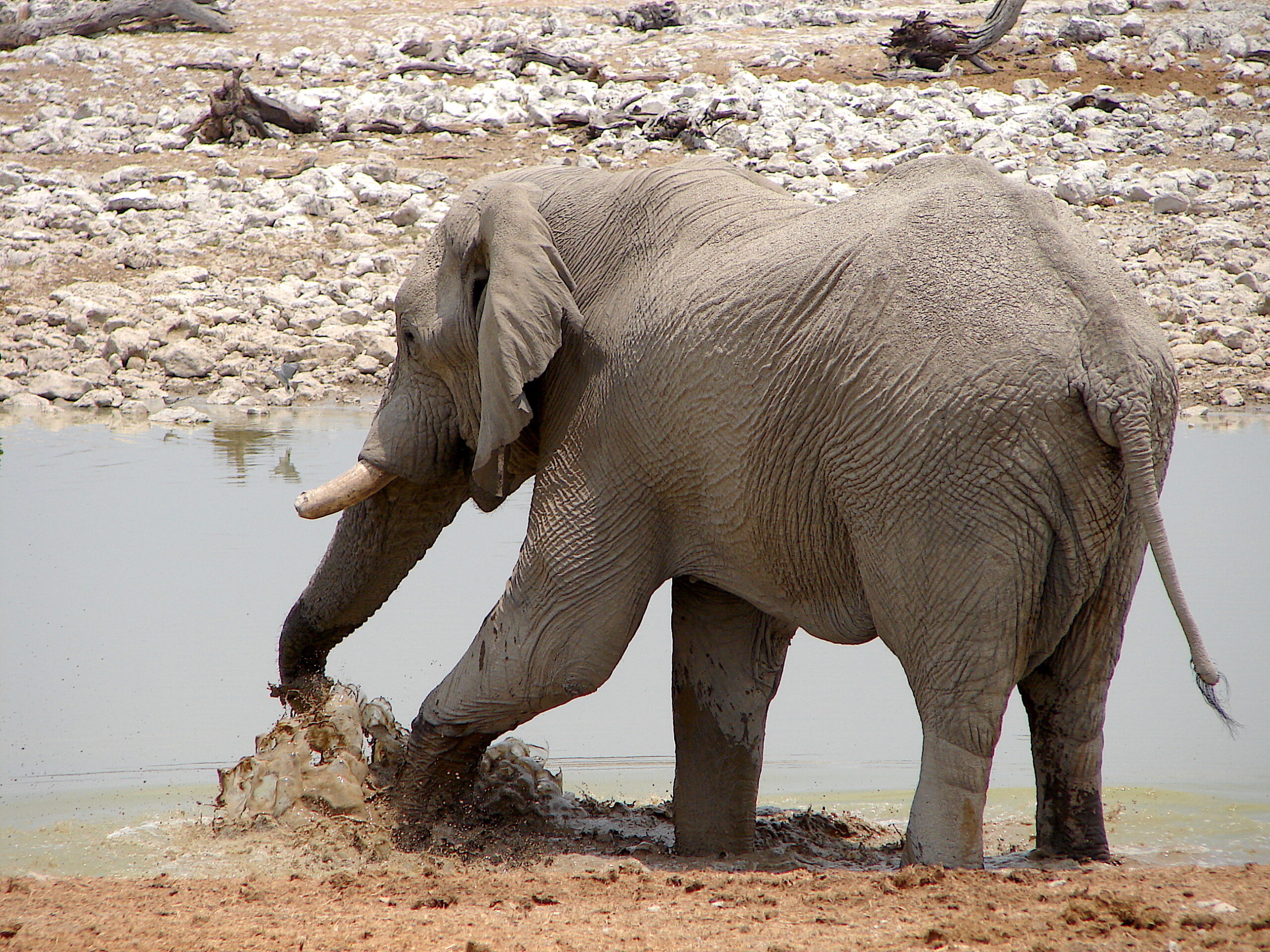 Etosha game drive sighting of elephants at a waterhole (illustrative destination photo)