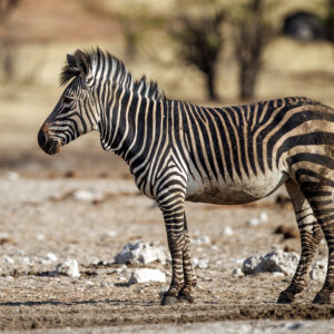 Wildlife spotted on an Etosha wildlife safari (illustrative destination photo)