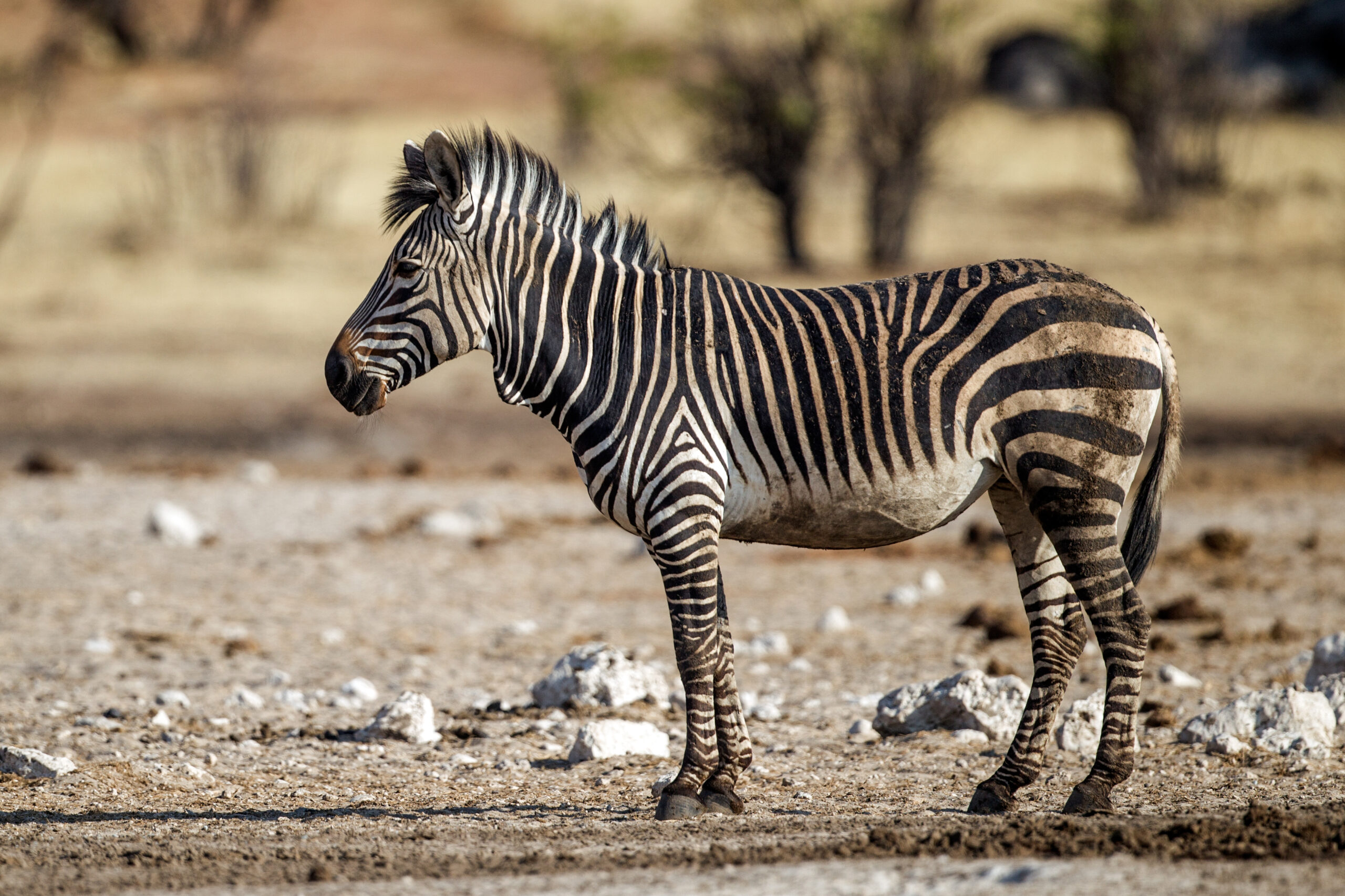 Wildlife spotted on an Etosha wildlife safari (illustrative destination photo)