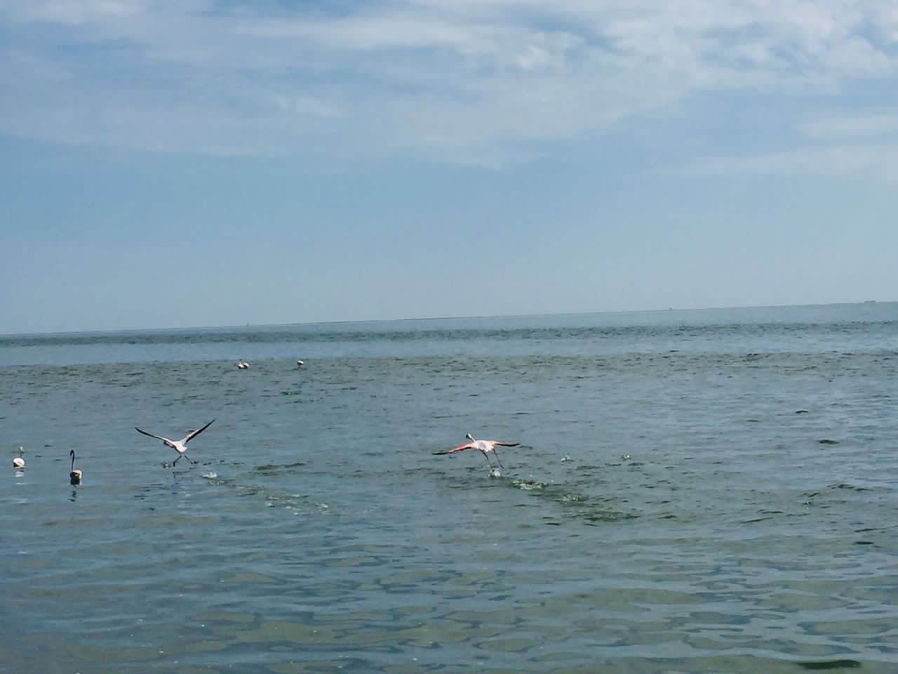 Flamingos near the Sandwich Harbour 4x4 excursion route, Walvis Bay (illustrative destination photo)