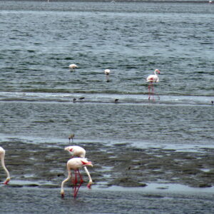 Sandwich Harbour tour route past Walvis Bay lagoon flamingos (illustrative destination photo)