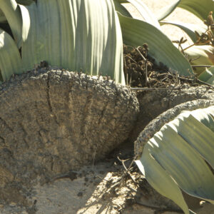 Sossusvlei adventure tour from Swakopmund: Welwitschia mirabilis plant in Namib-Naukluft National Park
