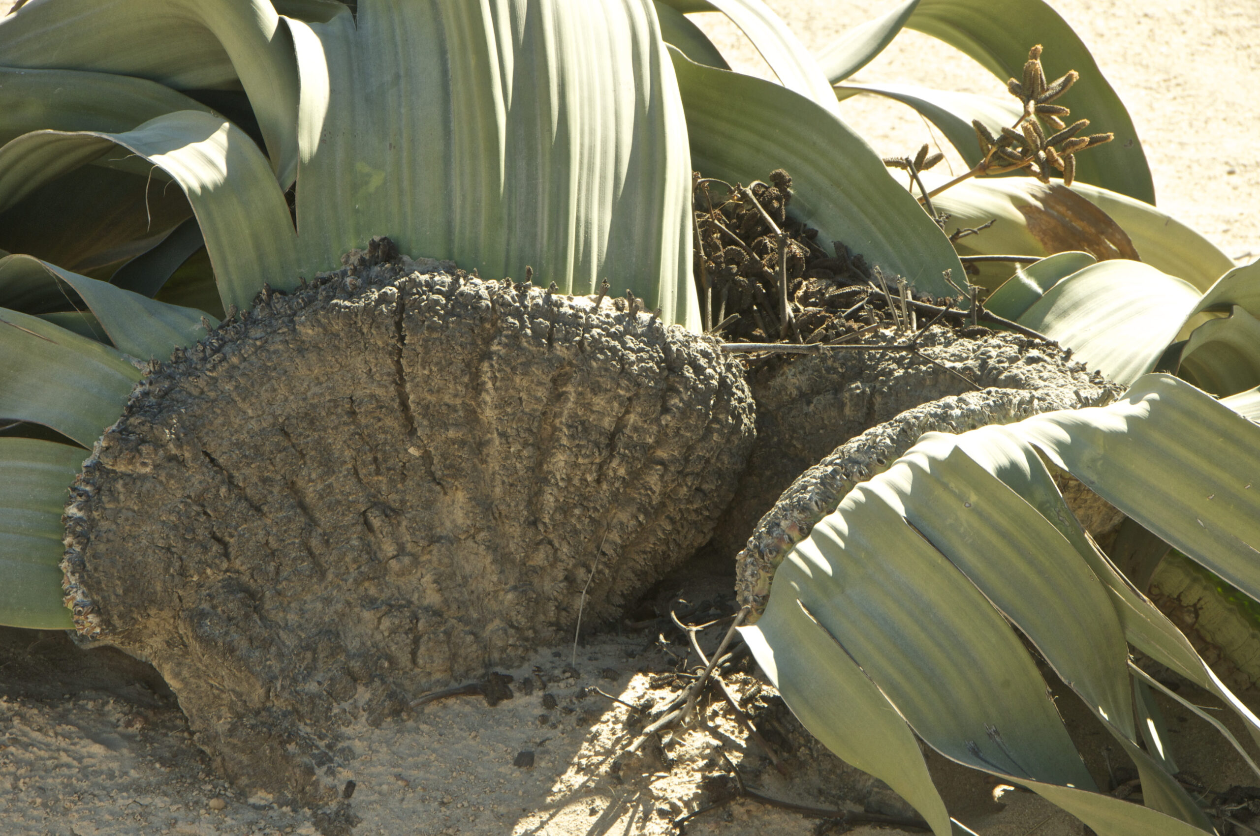 Sossusvlei adventure tour from Swakopmund: Welwitschia mirabilis plant in Namib-Naukluft National Park