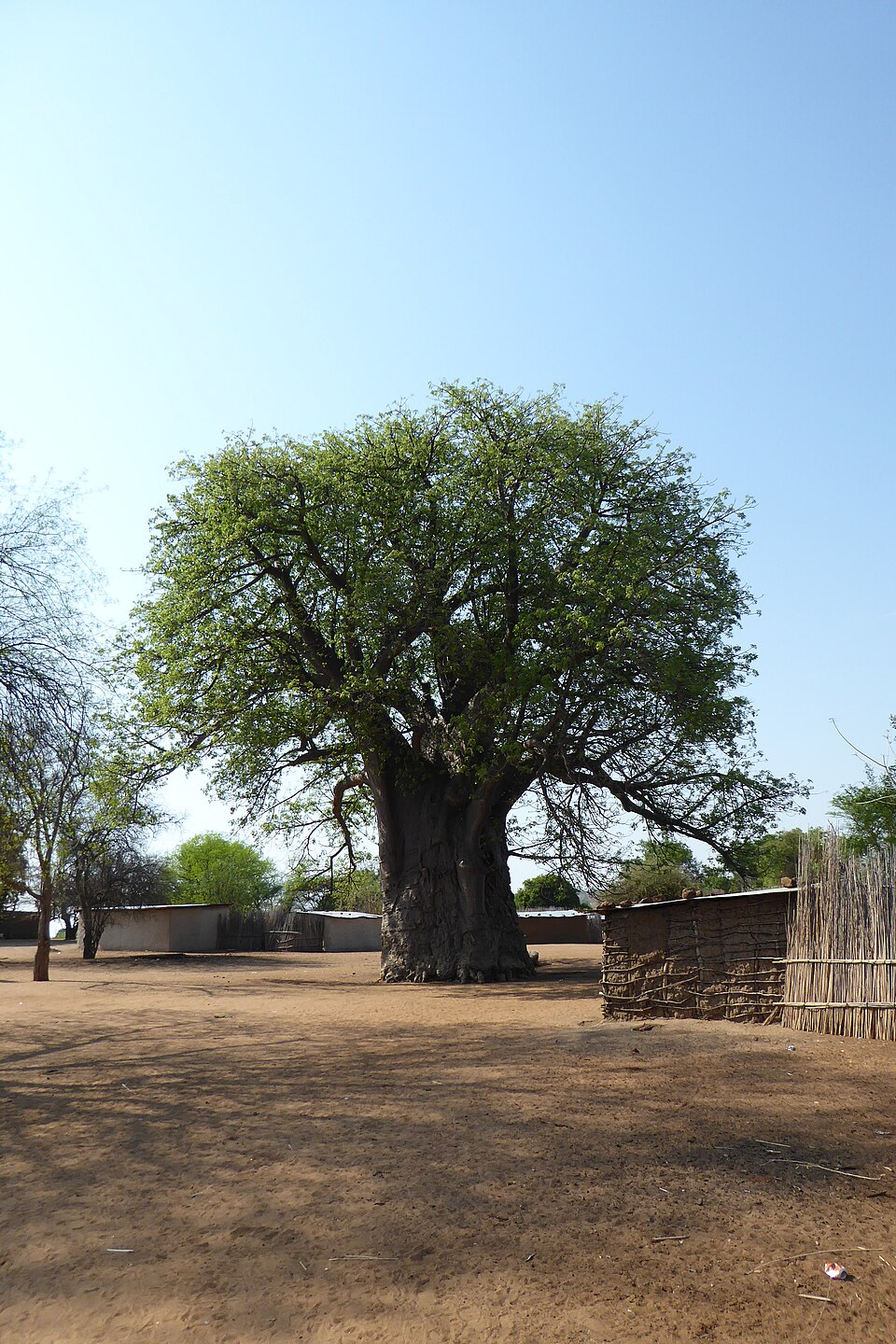 Baobab tree in a village compound, Zambezi Region, Namibia
