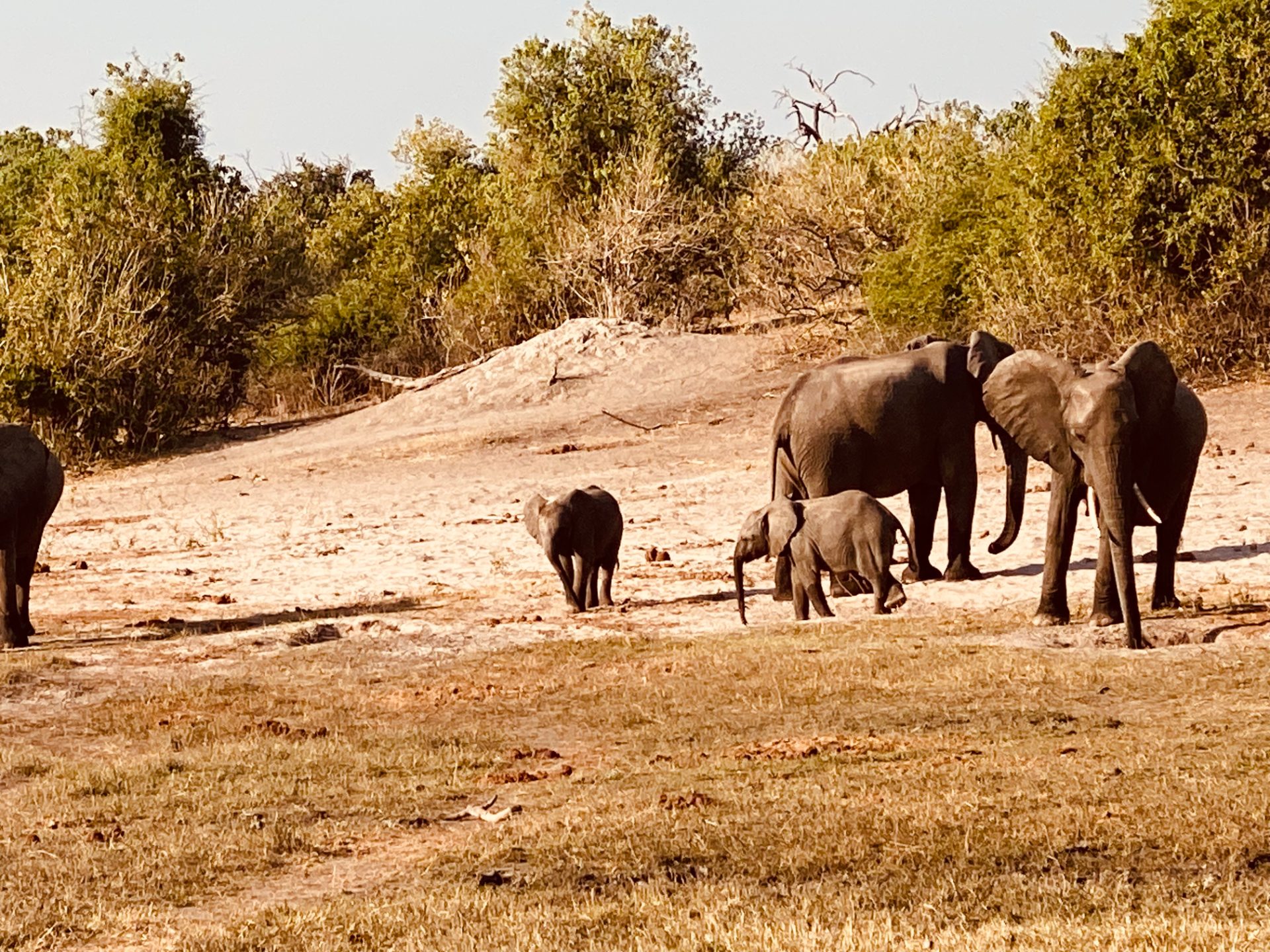 A herd of elephants in Bwabwata National Park, near the Kwando River, Namibia