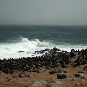 Cape fur seal colony on the rocks at Cape Cross, near the southern edge of the Skeleton Coast, Namibia