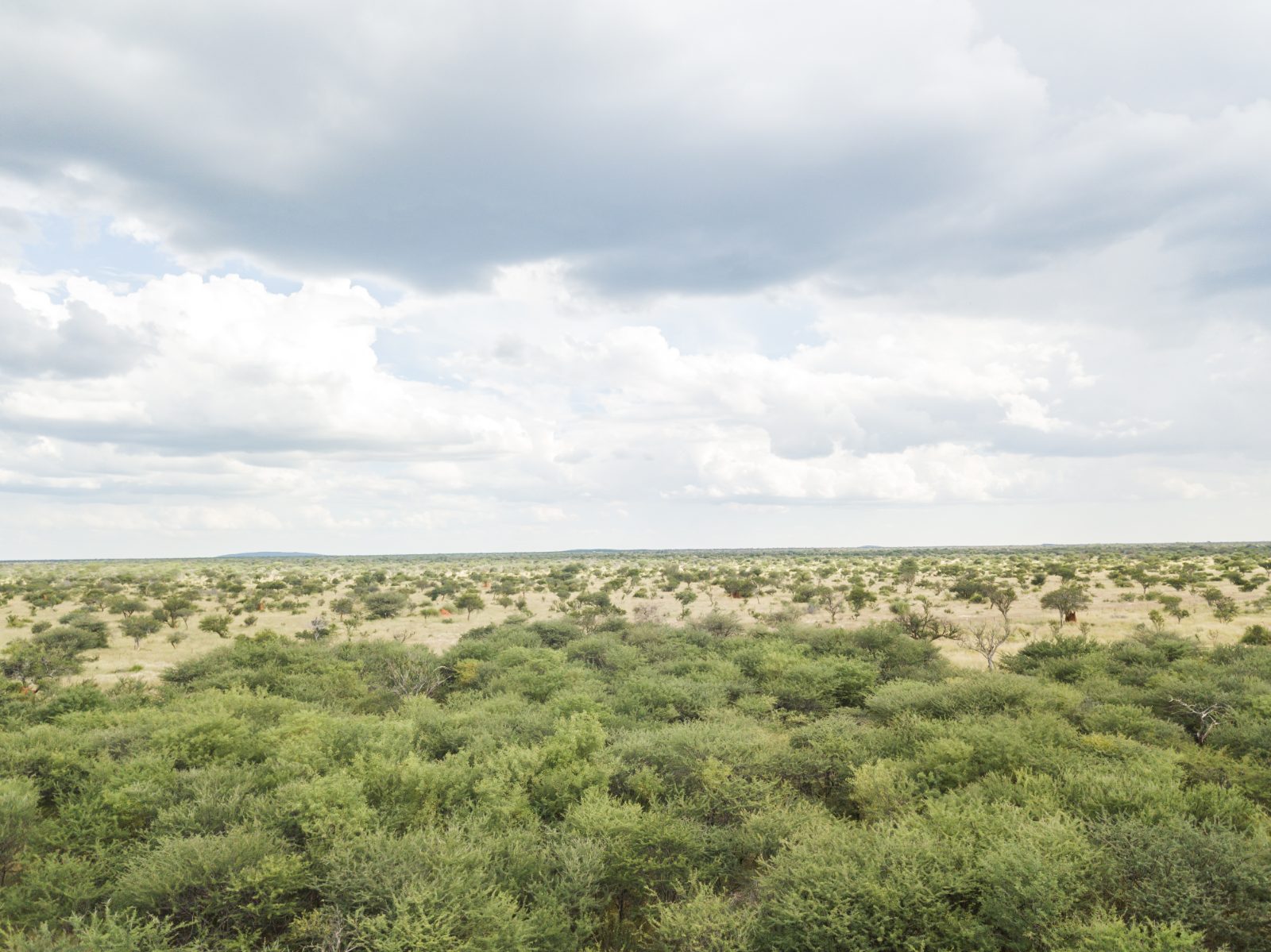 Bush landscape near Windhoek, Namibia