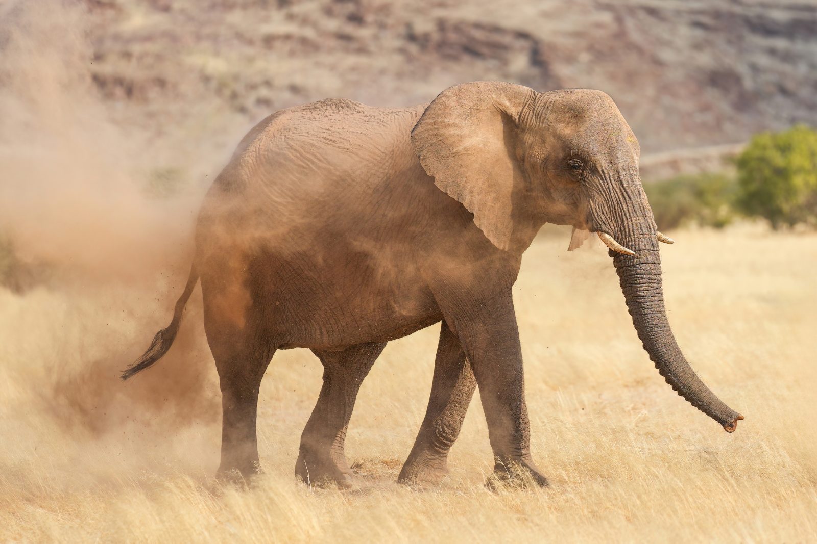 Desert-adapted elephant kicking up dust in Damaraland, Namibia