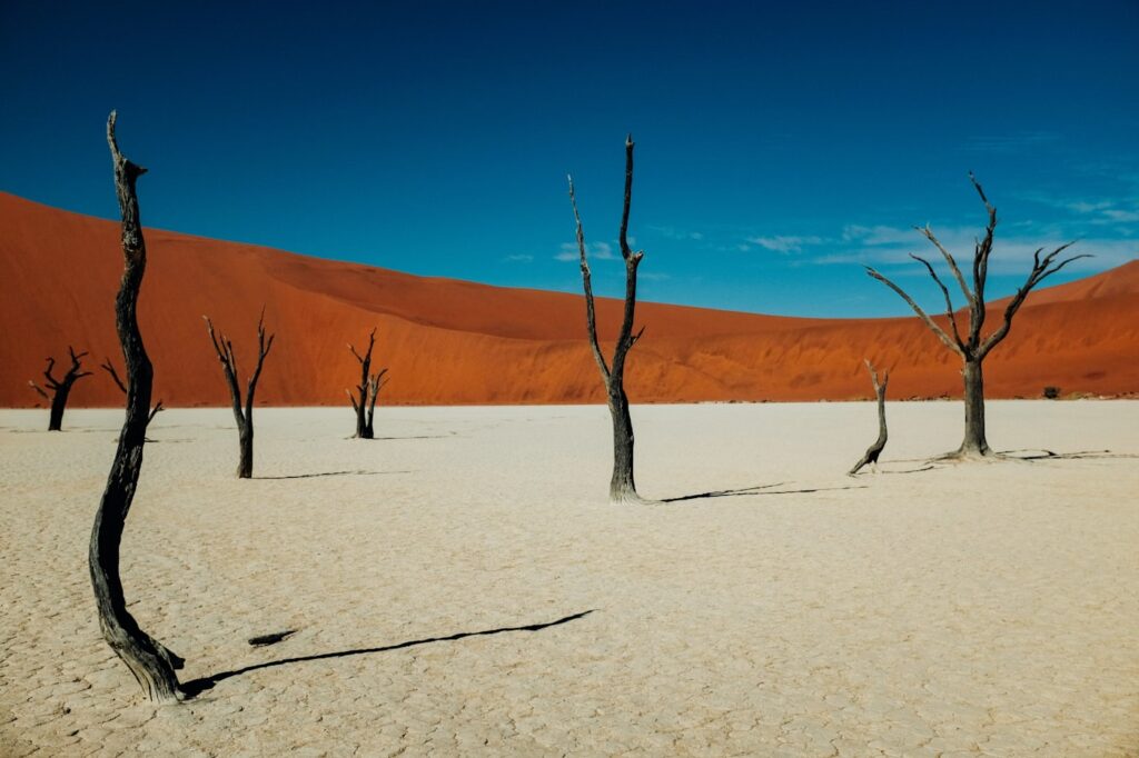 Dead camel thorn trees on the white clay pan at Deadvlei, with orange dunes and blue sky, Sossusvlei, Namibia