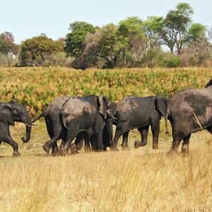 Uma manada de elefantes a atravessar pastagens de planície aluvial no Parque Nacional de Bwabwata, Zambezi Region, Namíbia