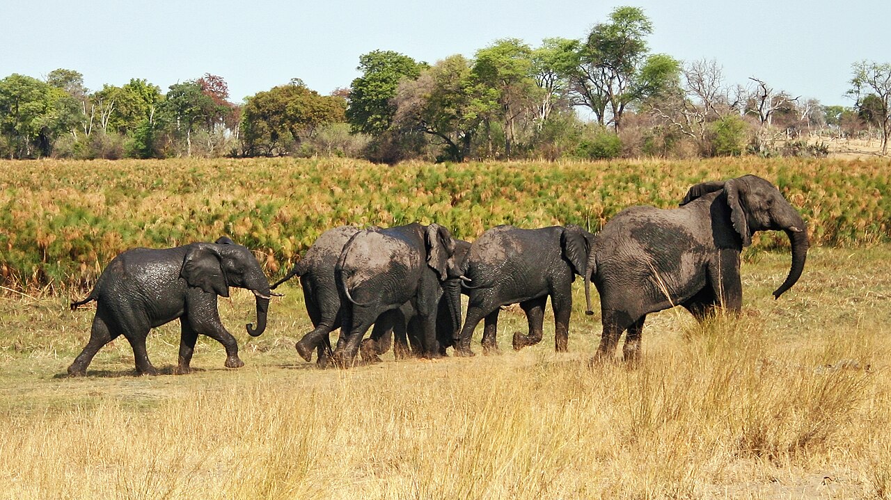 Elephants in Bwabwata National Park, Zambezi Region, Namibia