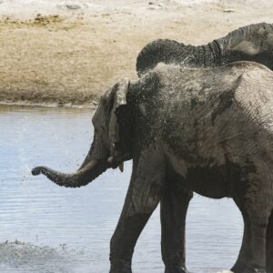 4-day Etosha and Swakopmund tour - elephants at a waterhole in Etosha National Park