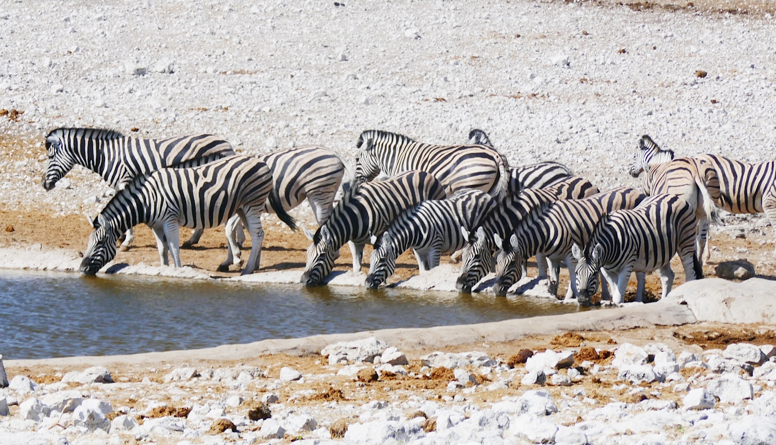 Etosha National Park, Namibia