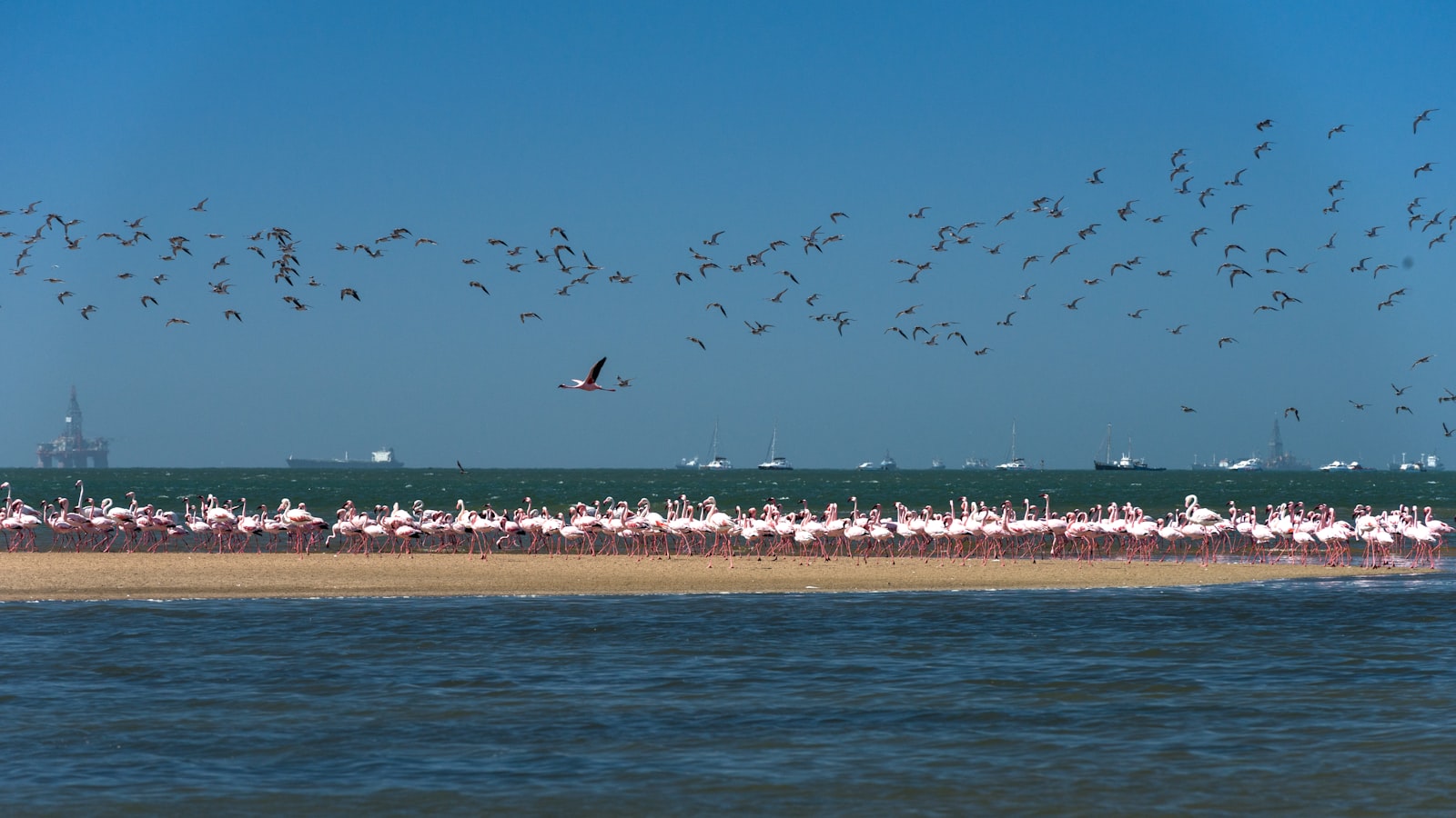 Flocks of flamingos feeding in the shallow waters of Walvis Bay Lagoon, Namibia