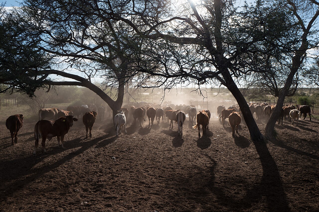 Kalahari and Eastern Namibia landscape, Namibia