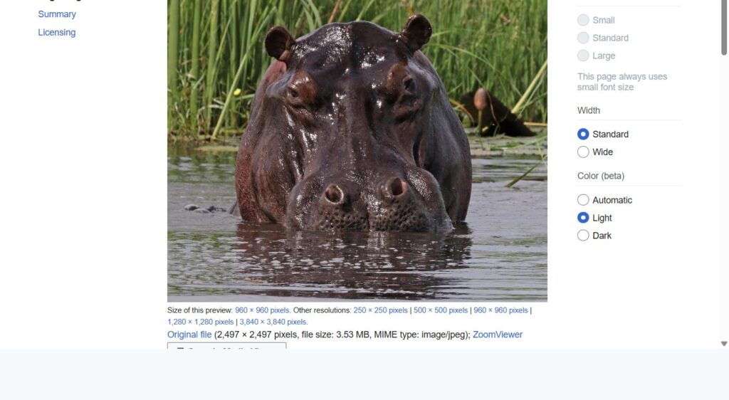 Hippo in Namibia's Linyanti River, representative of the resident hippo dam seen on the Okapuka Game Drive near Windhoek