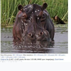 Hippo in Namibia's Linyanti River, representative of the resident hippo dam seen on the Okapuka Game Drive near Windhoek