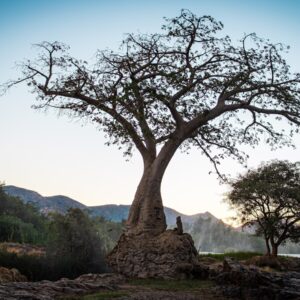 Baobab sobre el río Kunene en las Epupa Falls, Kaokoland y región de Kunene