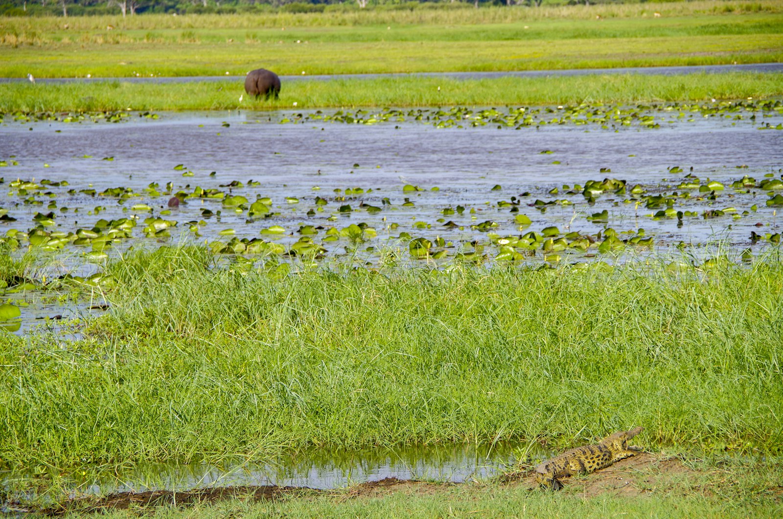 Kavango landscape, Namibia
