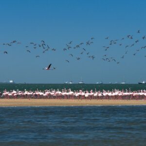 Flock of greater flamingos at Walvis Bay lagoon on the Namibia coast
