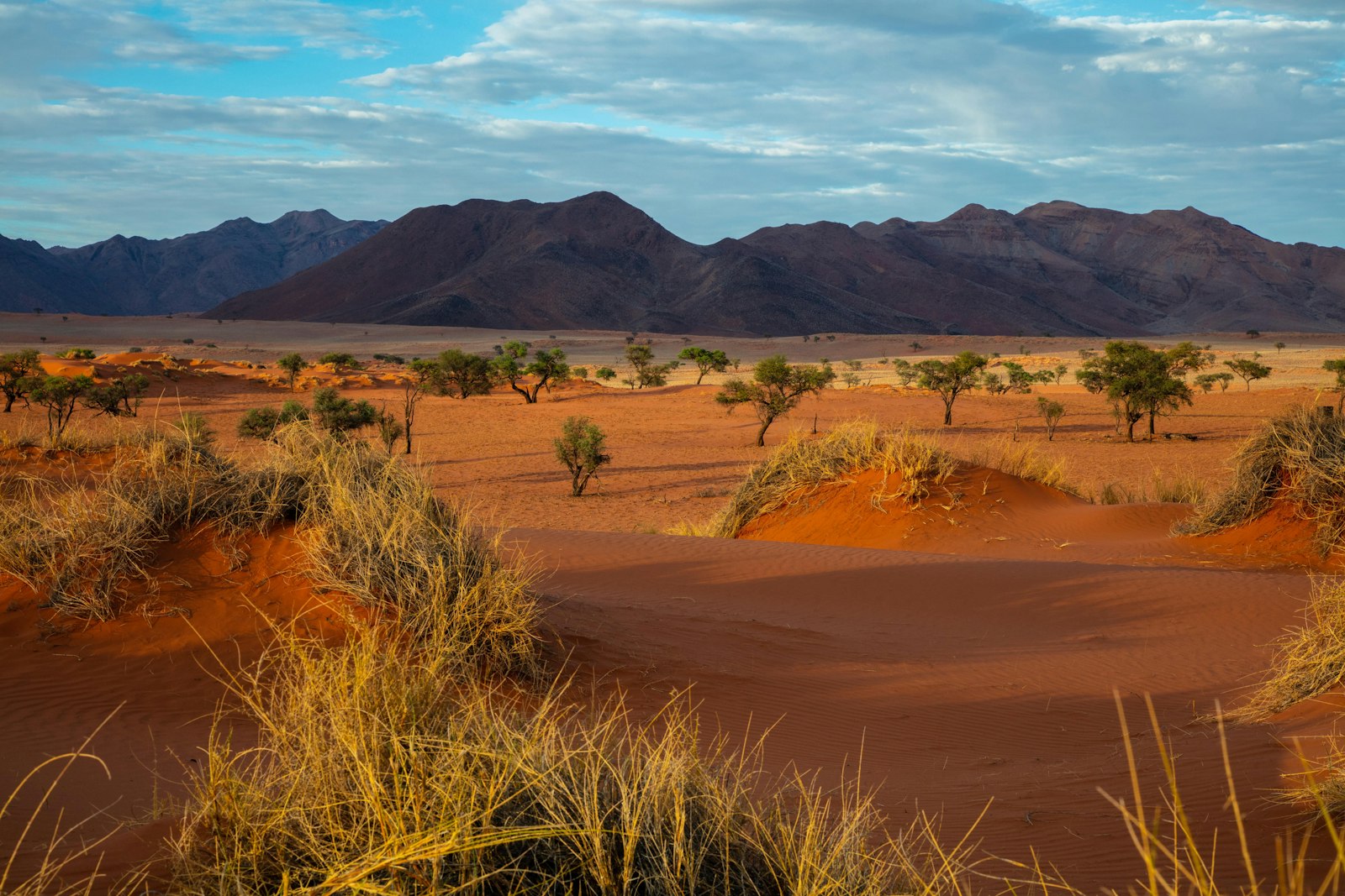 Wide Namibian desert landscape with red dunes, camelthorn trees and distant mountains