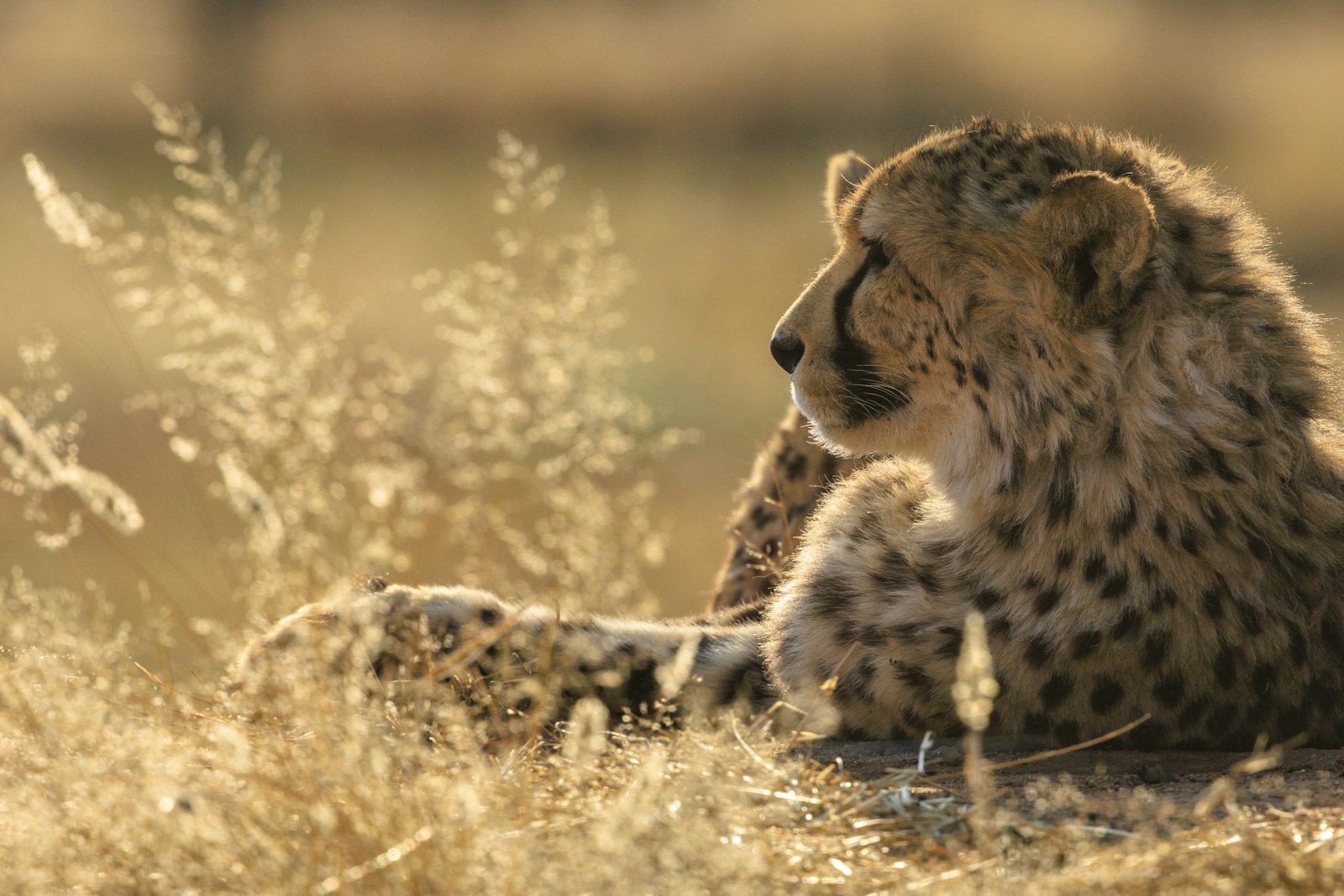 Cheetah resting in dry grass at Okonjima Nature Reserve near Otjiwarongo, Otjozondjupa region, Namibia