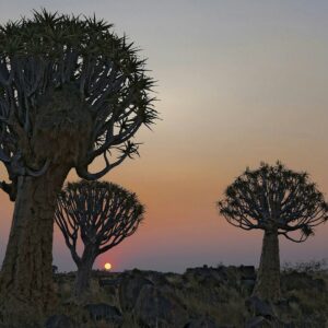 Quiver trees silhouetted at sunset in the Quiver Tree Forest near Keetmanshoop, Namibia