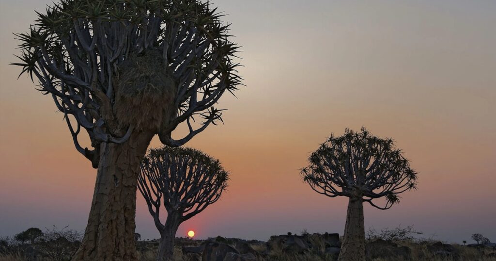 Quiver trees silhouetted at sunset near Keetmanshoop, Namibia