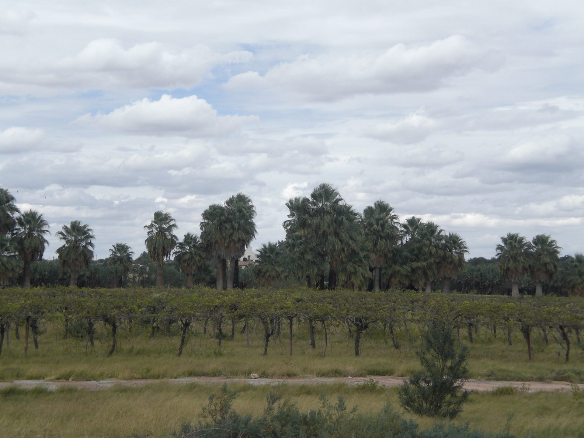 Irrigated cultivation fed by artesian water at Stampriet, Namibia