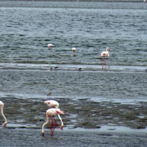 Mola Mola Marine Dune Experience: flamingos feeding in the Walvis Bay lagoon, Namibia