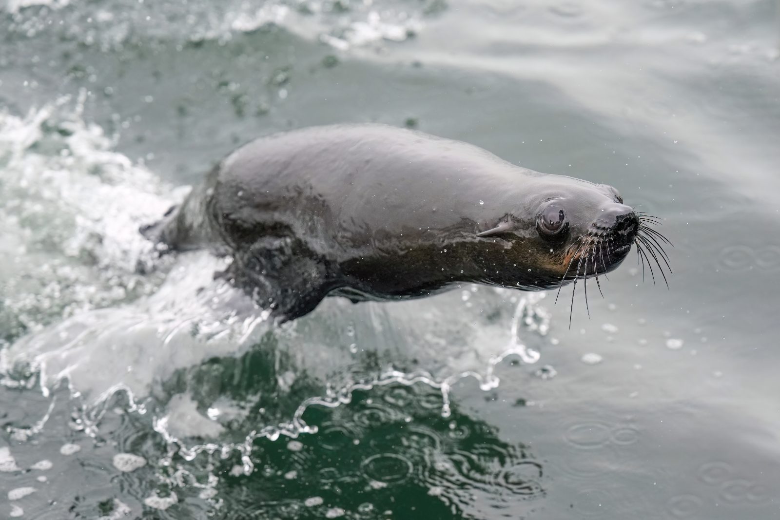 Cape fur seal in Walvis Bay, Namibia