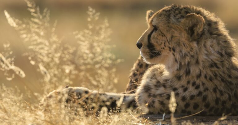Cheetah at Okonjima Nature Reserve near Otjiwarongo, Namibia