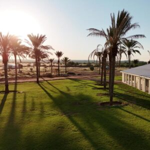 Flying Ostrich Guesthouse: guesthouse with palm trees