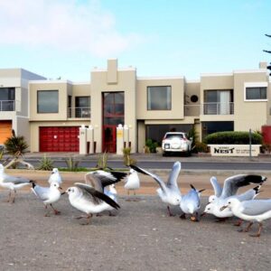 Kleines Nest Bed and Breakfast Walvis Bay: lagoon birds in front of the property