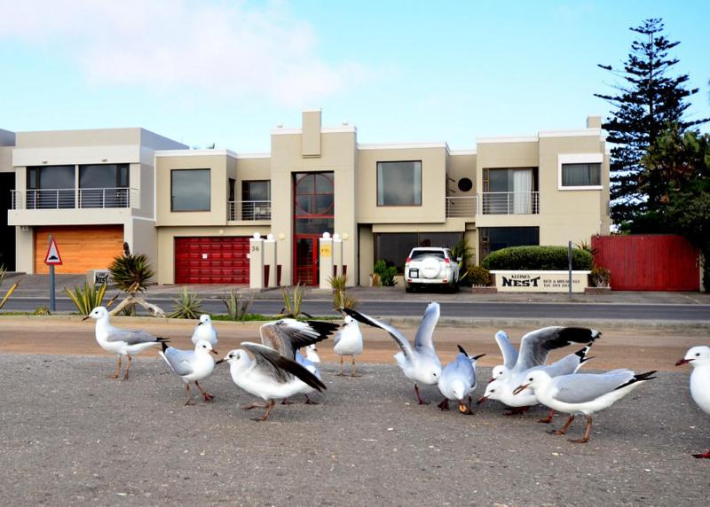 Kleines Nest Bed and Breakfast Walvis Bay: lagoon birds in front of the property