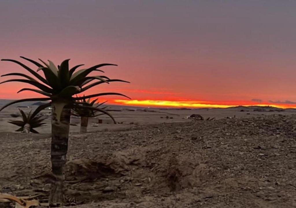 Moon Landscape Self Catering Swakopmund: palm and desert setting at sunset
