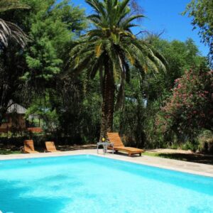 Omaruru Guesthouse: swimming pool and palm tree