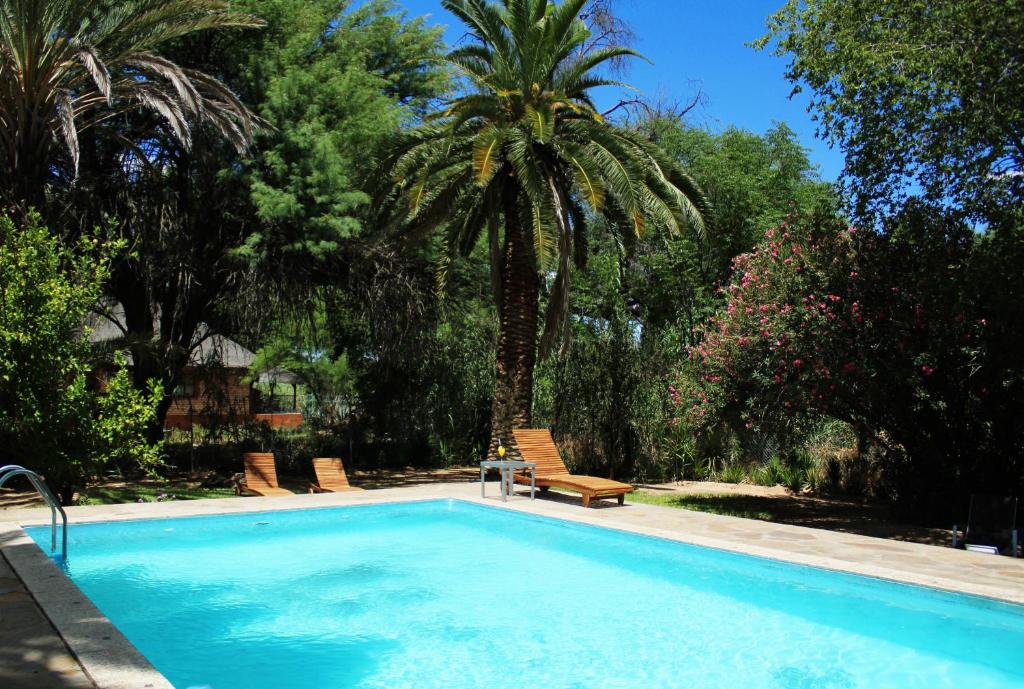 Omaruru Guesthouse: swimming pool and palm tree
