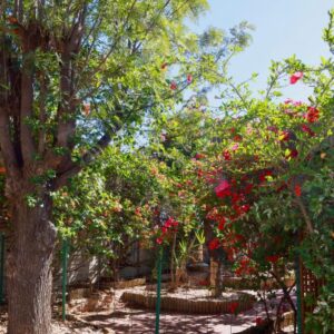 The Falcon, Windhoek — flowering trees in the garden