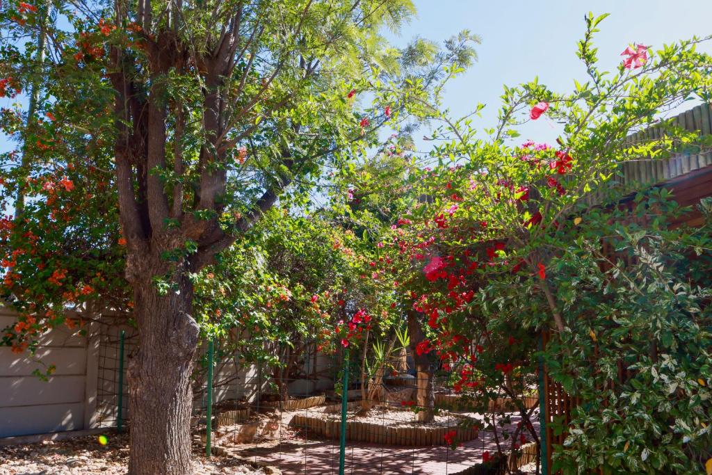 The Falcon, Windhoek — flowering trees in the garden