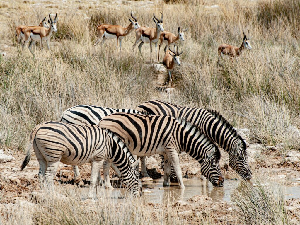 Etosha dry season zebra drinking at a waterhole