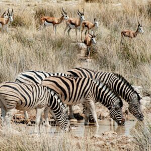 the Etosha region, Namibia - location context, not a photograph of Courtyard Guest House
