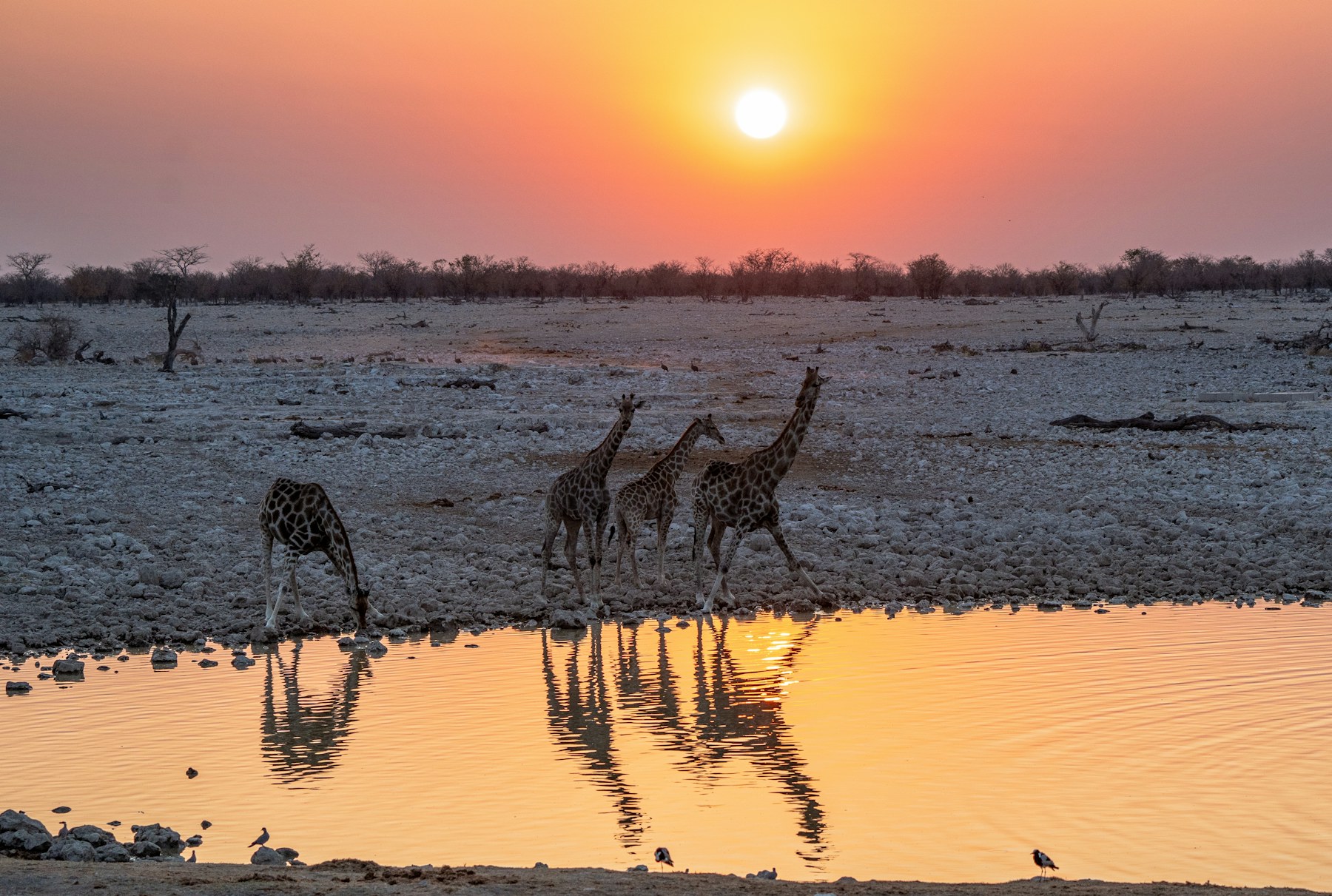 Okaukuejo safari giraffes at an Etosha waterhole