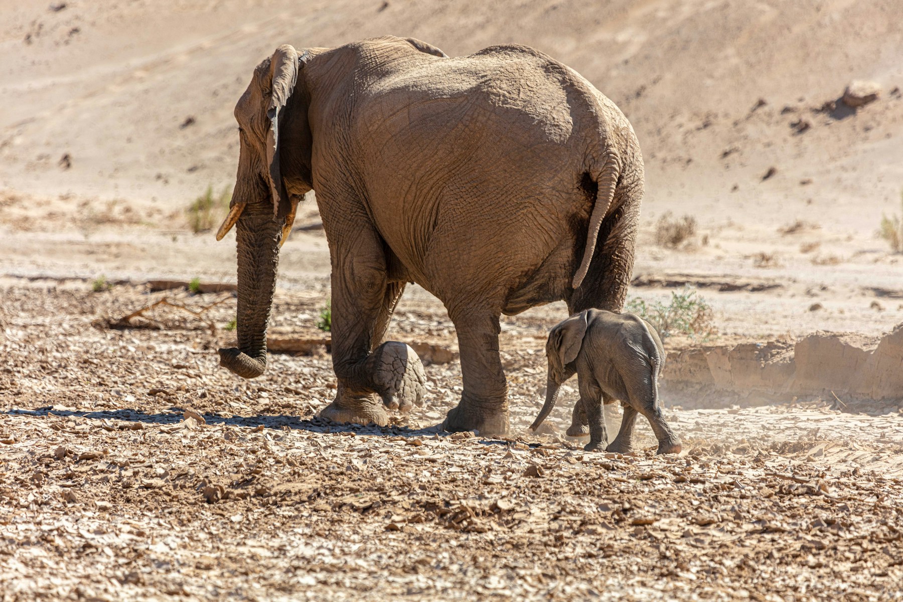 desert-adapted elephants walking across arid Namibia