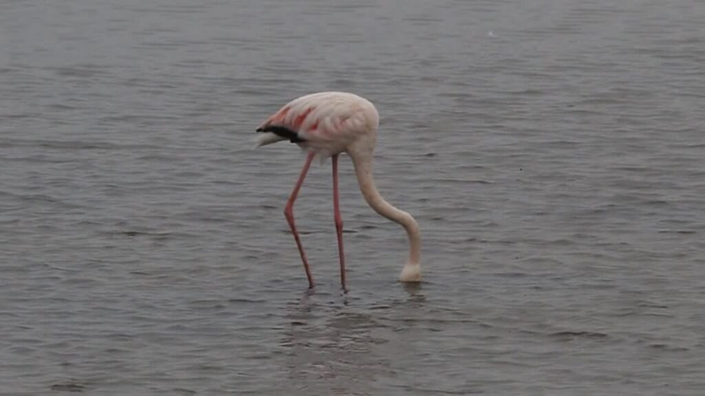 Walvis Bay Lagoon visit