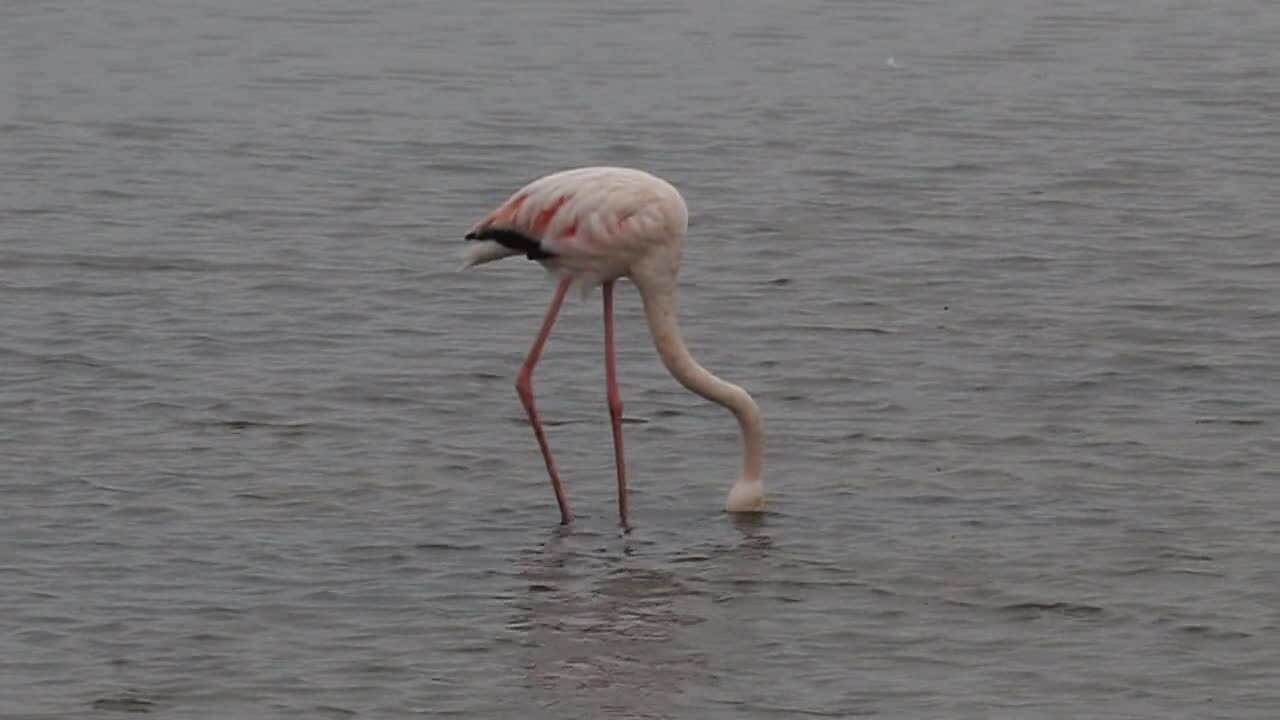 Walvis Bay Lagoon: How to Plan a Focused Visit