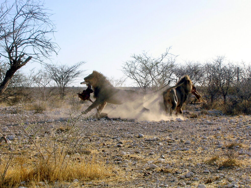 Etosha lions