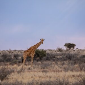 At Kronenhof Lodge, Namibia