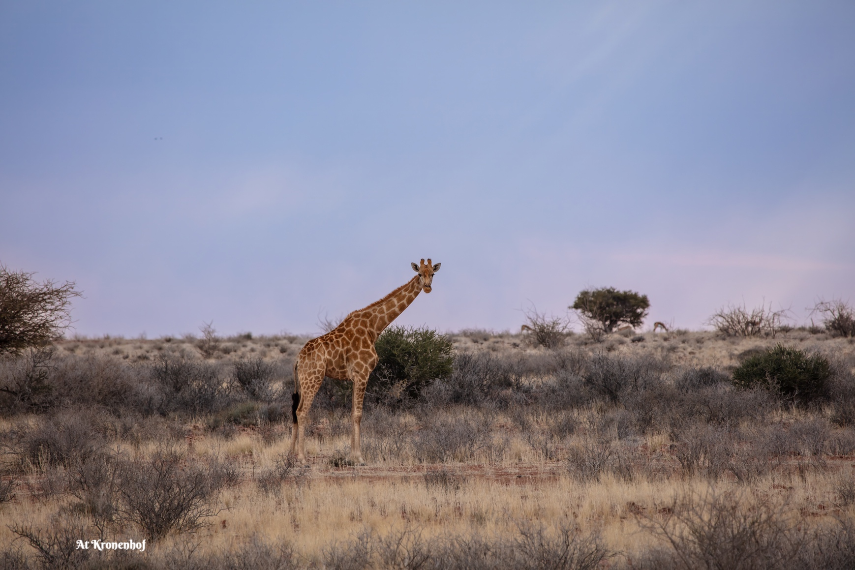 At Kronenhof Lodge, Namibia